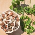 moringa seeds